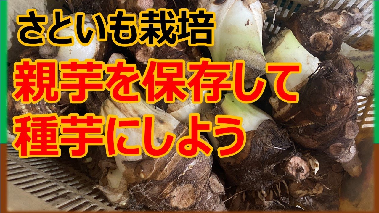 さといも栽培】親芋を保存して種芋にしよう - YouTube
