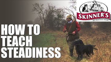 Gundog training tips - steadiness