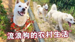 Diary of stray dogs, happy life of two dogs in the countryside, playing hi ~ a dream in the world