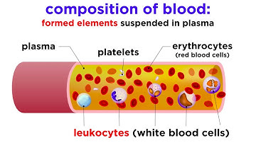 The Composition and Function of Blood