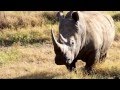 Three White Rhinos in Lewa Wildlife Conservancy