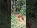 Pause repas pour ce mâle chevreuil 🧊👅 #animals #chevreuil #deer #faunesauvage #piègephoto #nature