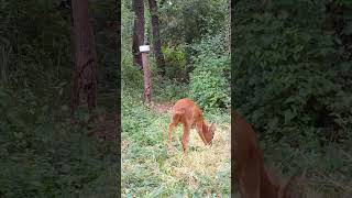 Pause repas pour ce mâle chevreuil 🧊👅 #animals #chevreuil #deer #faunesauvage #piègephoto #nature