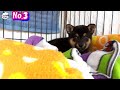 【子犬　野犬　保護犬】保健所から野犬の子犬を引出しました　初日