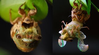 Cicada Molts in Epic Time Lapse