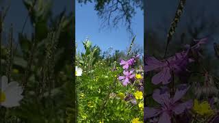 Spring Awakens 🌼 | Bright Green Nature & Birds Singing @FromNatureMoments