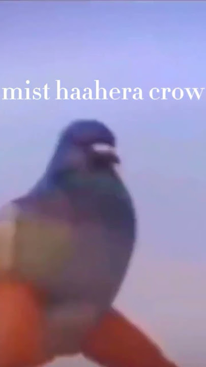 #demonslayer #anime #edit  the mist haahera crow be like