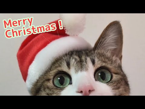 愛猫と過ごすクリスマスイブ。vol.986