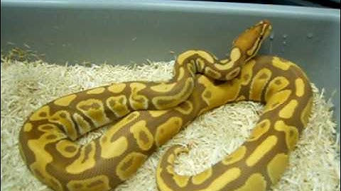 Ultramel Ball Python