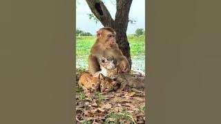 So funny so happy dollar, dog and baby cats...😝#adoreble #monkey #babyanimals #cute #babymonkey