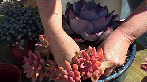 Debra Lee Baldwin - How to Plant a Succulent Conta...