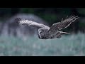 The mysterious and silent hunter great grey owl