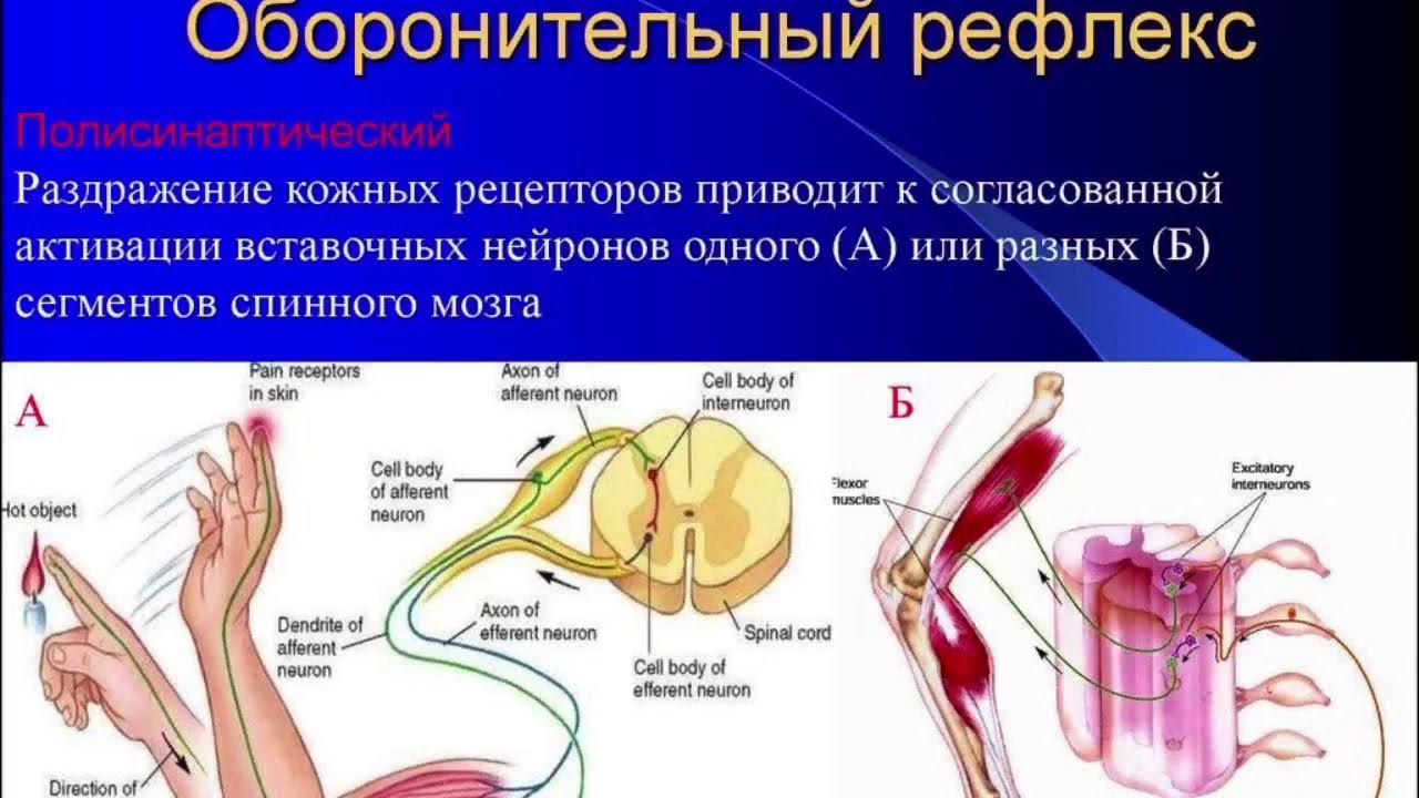 Рефлекторный компонент. Безусловный оборонительный рефлекс. Полисинаптические спинальные рефлексы. Рефлекторная дуга кожного болевого рефлекса человека. Рефлекторная дуга спинального рефлекса.