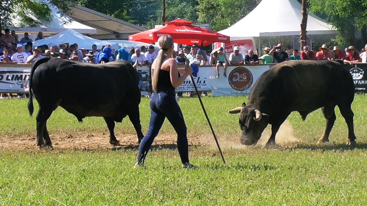 ROKY OD MIRJANE I GARČI OD BJELIĆA BRONZANI MAJDAN 2023