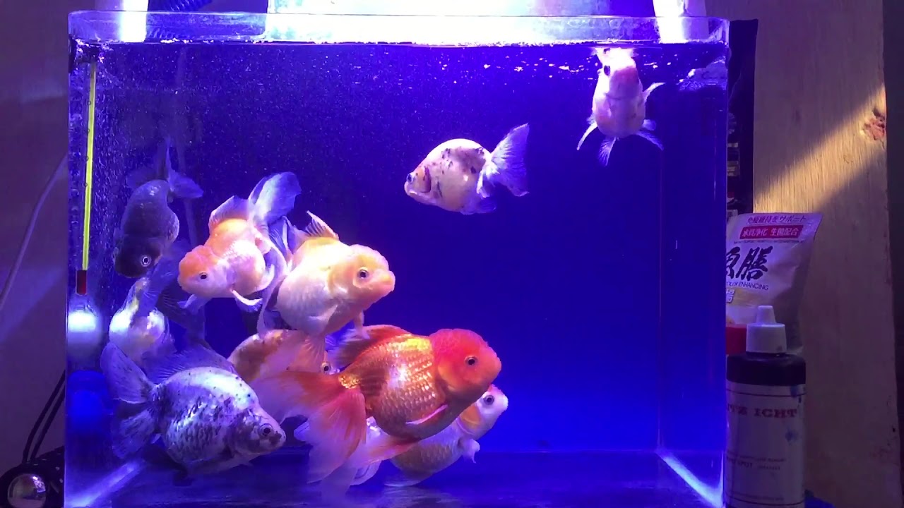 IKAN KOKI ORANDA,RYUKIN, RANCHU - YouTube