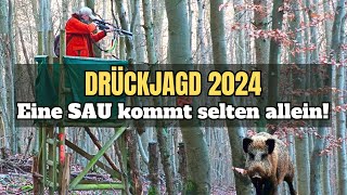 Drückjagd Auf Sauen I Eine Sau Kommt Selten Allein I 2024