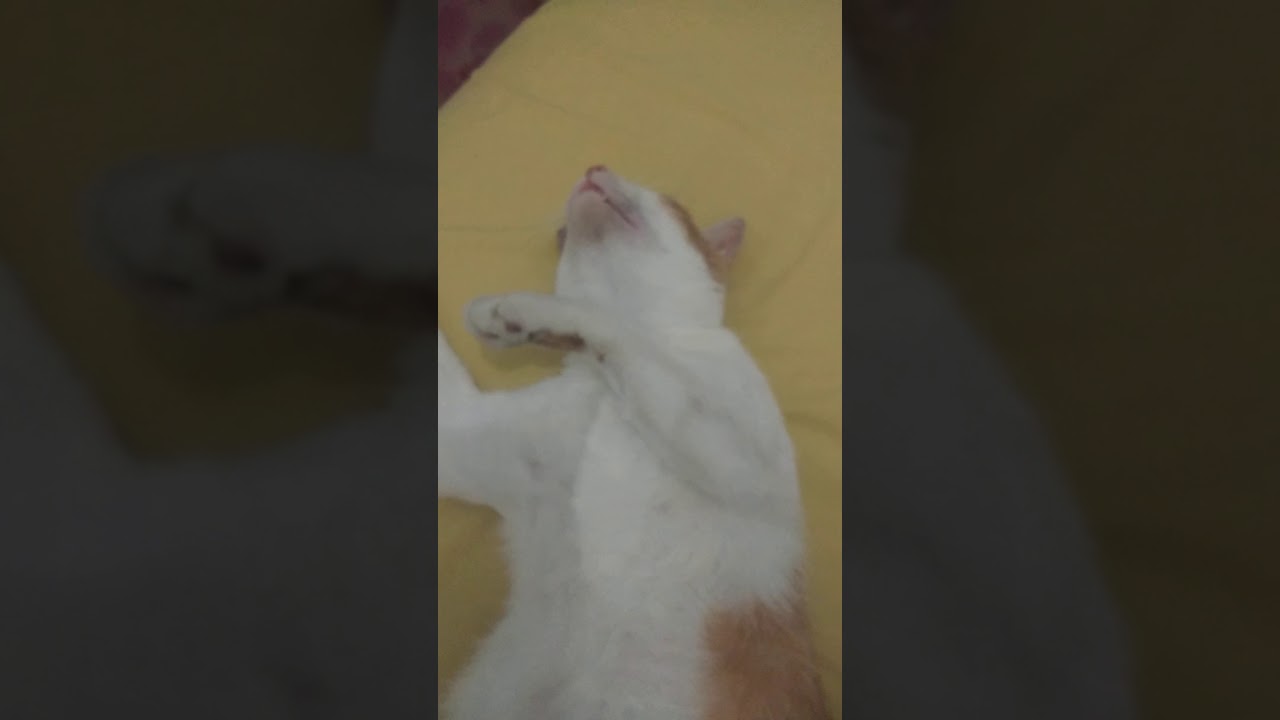  Kucing  kuning  yang lucu YouTube