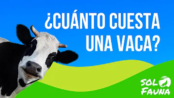 ¿Cuánto cuesta criar una vaca al año?