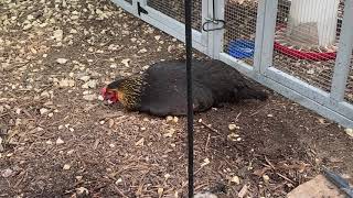 Medical Diagnosis: Water Belly (or Ascites) in a Backyard Chicken