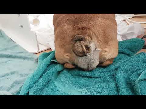 Video: Er engelske bulldoger født med hale?