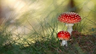 ТОП 10 самых ядовитых грибов