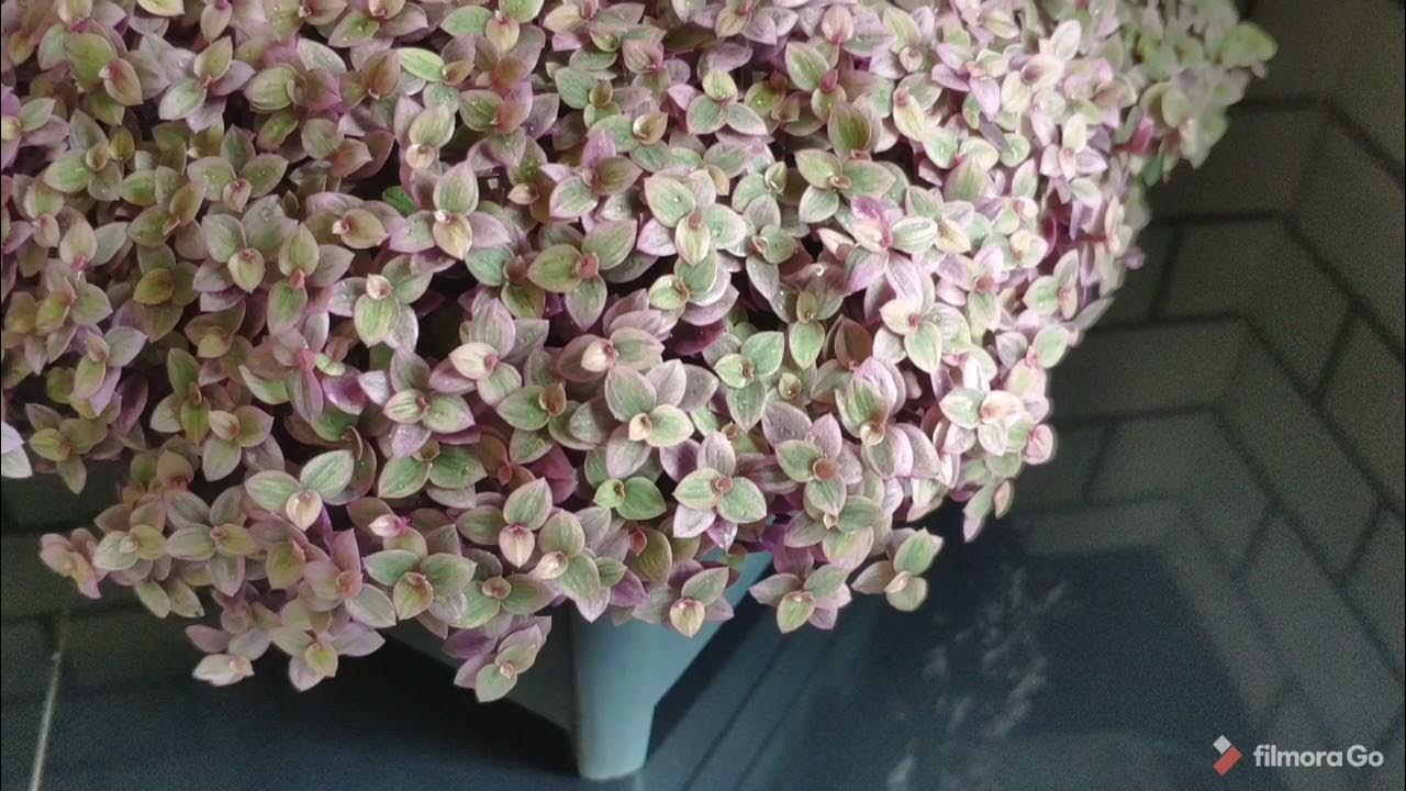 Image 1 Plants, Indoor flowers, Pink jewels