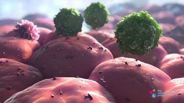 The Innate and Adaptive Immune Systems - Vaccine Makers Project