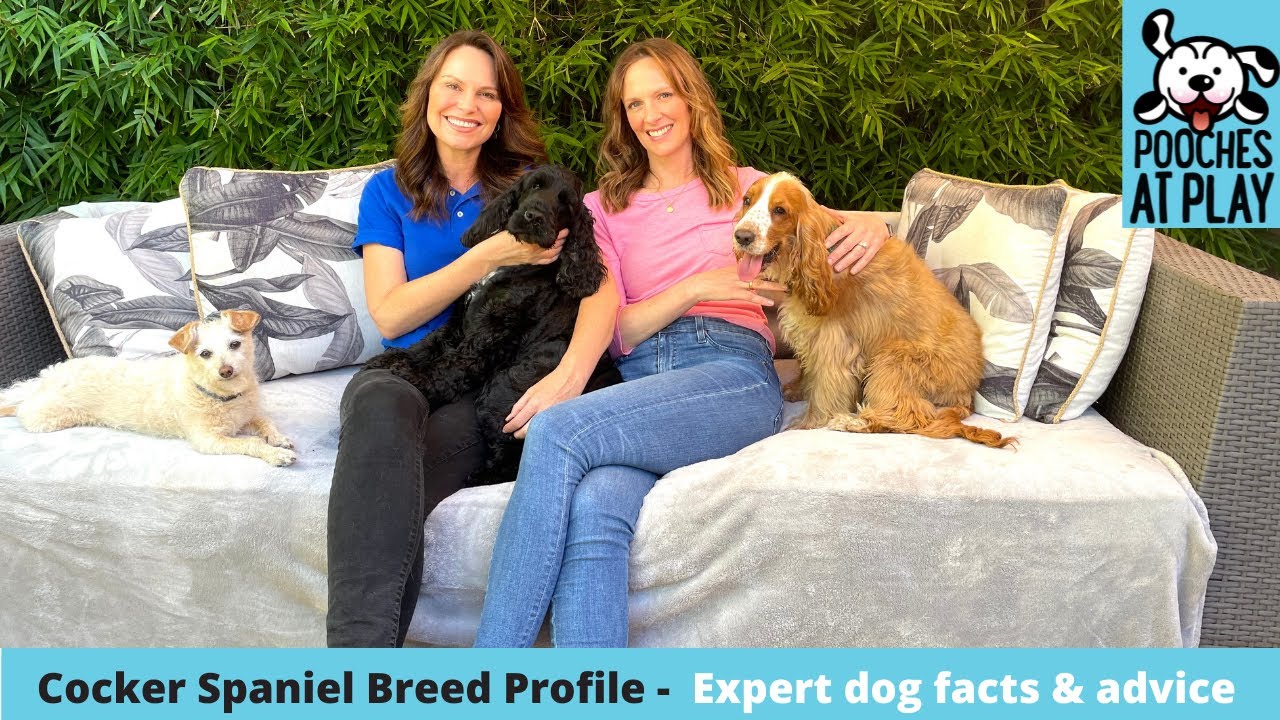 Cocker Spaniel Breed Profile - Expert Dog Training & Dog Health Tips | S6 Ep8 | Pooches at Play