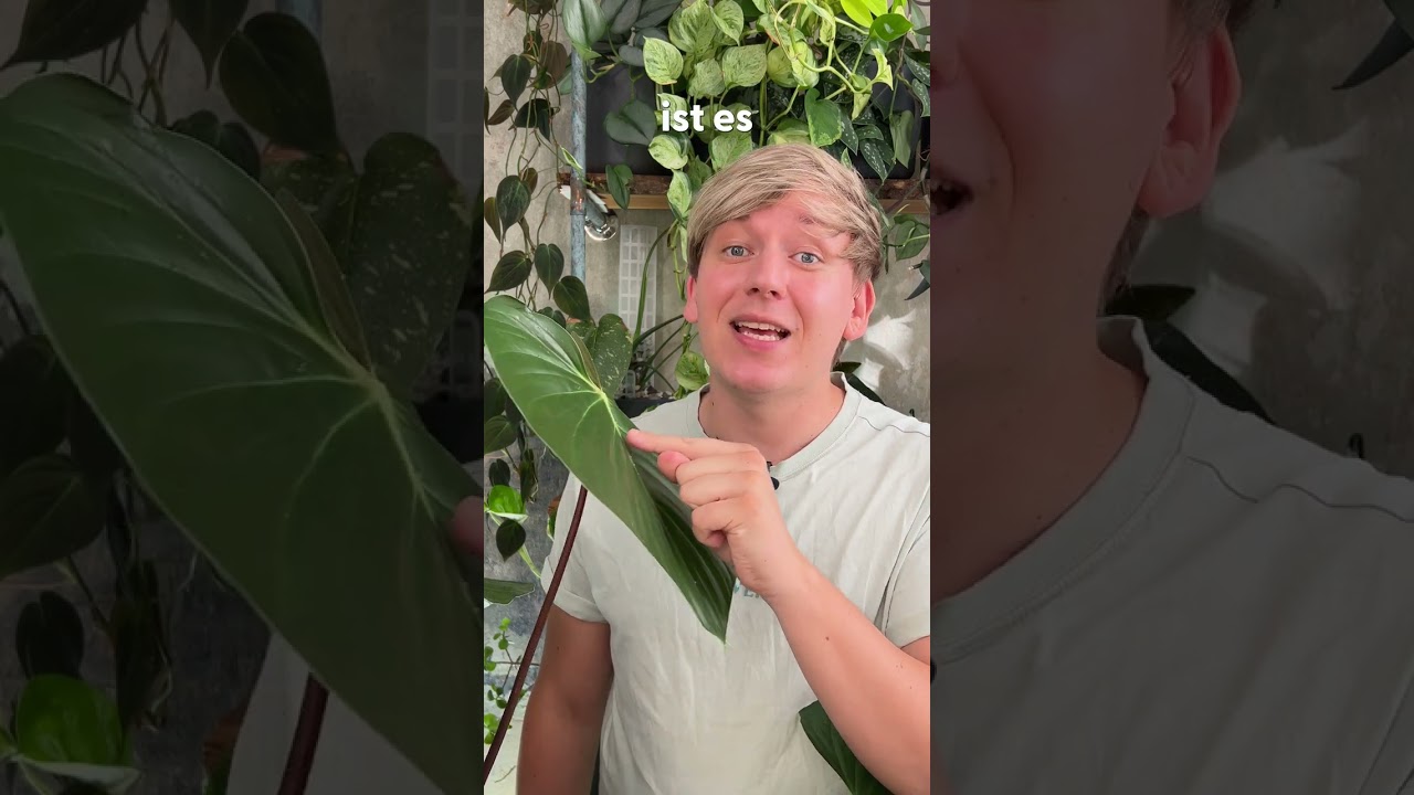 philodendron mix Wekiva Foliage White Wizard Philodendron - Live Plant in 4 in. Nursery Pot