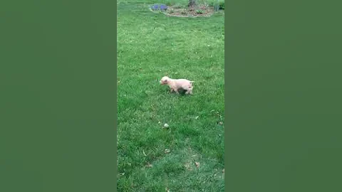 Champagne puppy