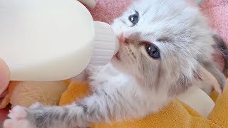ASMR |  Kitten Milk Drinking  no talking