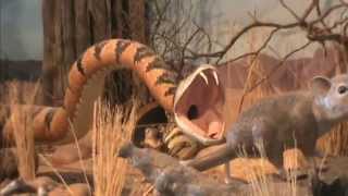 Wuertz Desert Animal Gourd Display ~  Miriam Joy Video Productions