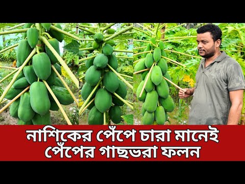 নাশিকের পেঁপে চারা মানেই পেঁপের গাছভরা ফলন