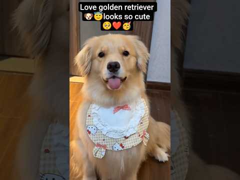 🐾Golden Retriever 🐶😇❤️ #youtubeshorts #puppy #dogshorts #cute #pets #goldenretriever #cutedog 😍🐾