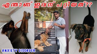 😵‍💫 ഈ നായയ്ക്ക് എന്താണ് സംഭവിച്ചത്? Dog anxiety disorder by Laze Media 11,323 views 1 month ago 12 minutes, 16 seconds