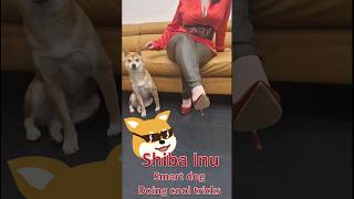 Shiba Inu doing tricks! Cute and funny dog trained by a lady!