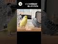 1日を振り返るインコ #ポジティブ#インコ#インコお喋り
