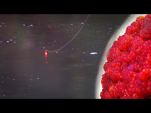 Salmon Fishing with Skein - BOBBER DOWNS + How I Cure Bait that Salmon BITE  