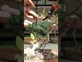 5 year old Ficus Benghalensis bonsai gets a prune up