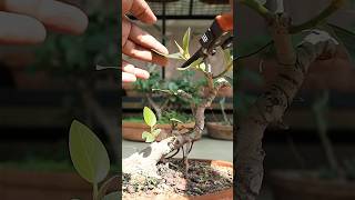 5 year old Ficus Benghalensis bonsai gets a prune up