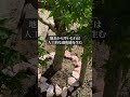 【庭DIY】ガーデンロックを置き方で悩んでいる人に見てほしい #庭作業 #ガーデン #庭