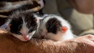 НЕ ДЕТСКИЕ ПРИКОЛЫ Смешные зверьки Приколы для души - Прикольно до слез (2019) МатроскинТВ НЕ ДЕТСКИЕ ПРИКОЛЫ Смешные зверьки Приколы для души - Прикольно до слез (2019) МатроскинТВ