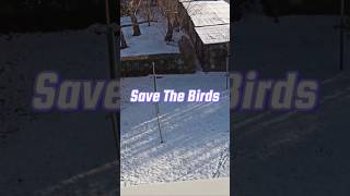 Save The Birds 💚🐦🌿 #savethebirds #nature #natur #birds @RockingOutWithLexi