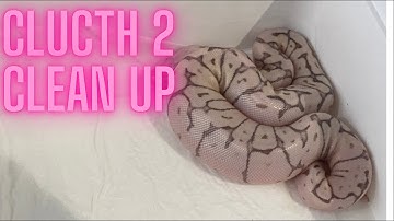 Clutch 2 clean up/Ball Pythons