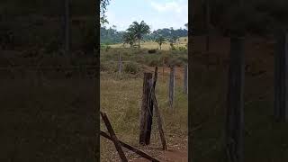 Belauto Sao Felix Do Xingu2