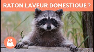 Le RATON-LAVEUR comme ANIMAL DOMESTIQUE ❌ C'est LÉGAL ? Comment S'EN OCCUPER ?