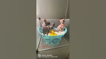 Part 2 of Introduction to Sphynx👋🏻😻