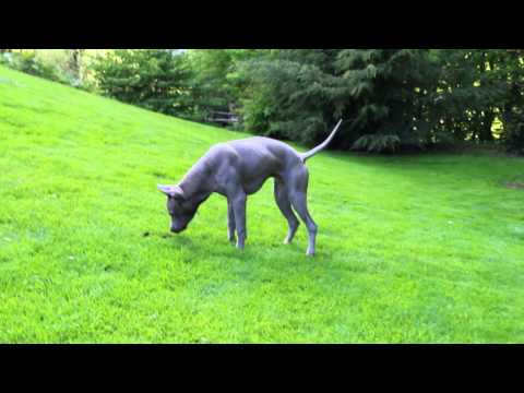 Video: Thai Ridgeback Honderas Allergene, Gesondheid En Lewensduur