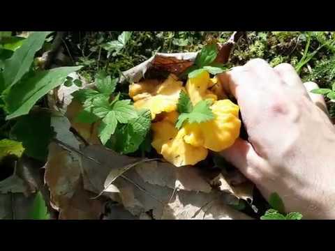 Galletti 1 giugno 2018