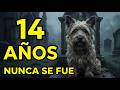 El perro que no abandonó la tumba de su dueño durante 14 años